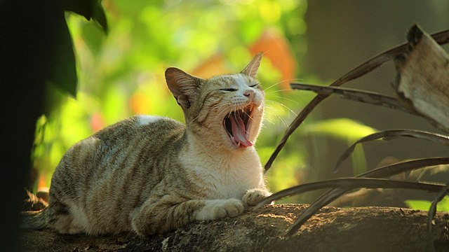 Chat qui baille dans un parc