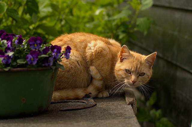 Chat roux couché