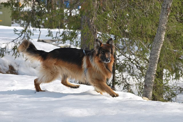 Berger allemand qui court dans la neige